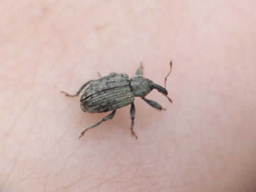 Hyperinae